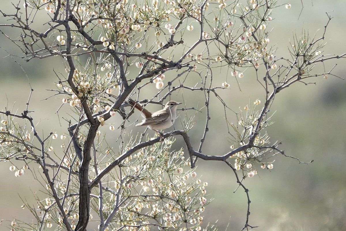 Rufous-tailed Scrub-Robin - ML644483926