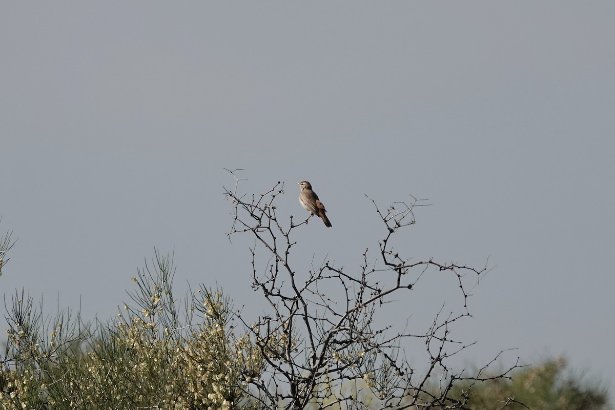 Rufous-tailed Scrub-Robin - ML644483929