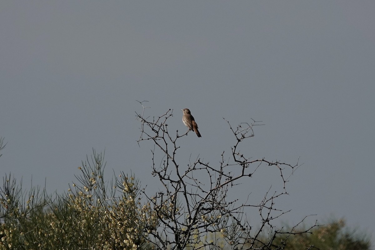Rufous-tailed Scrub-Robin - ML644483932