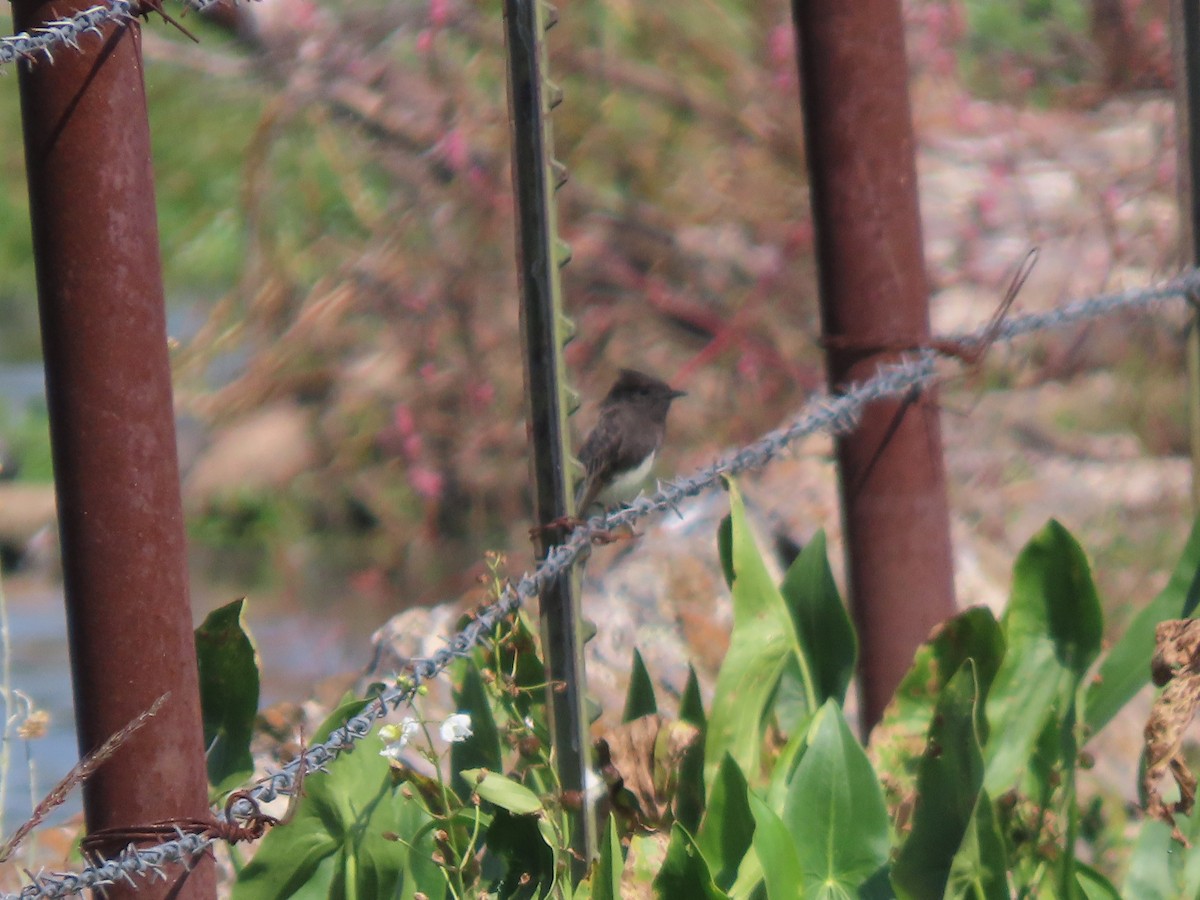 Black Phoebe - ML644483935