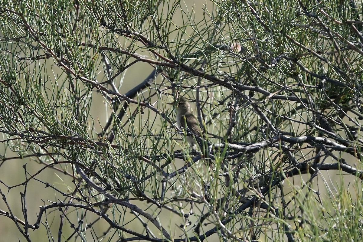 ramasanger - ML644483940