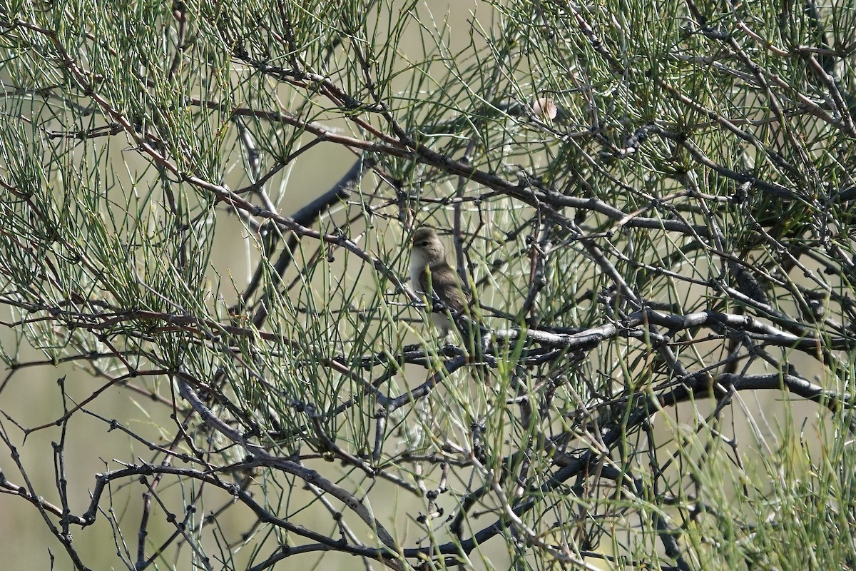 ramasanger - ML644483941