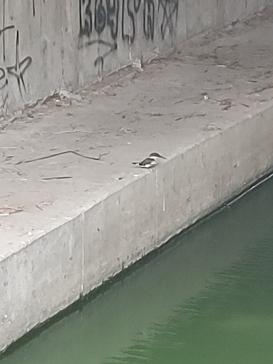 Green Kingfisher - ML644483942