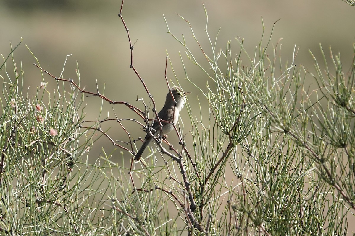 ramasanger - ML644483944