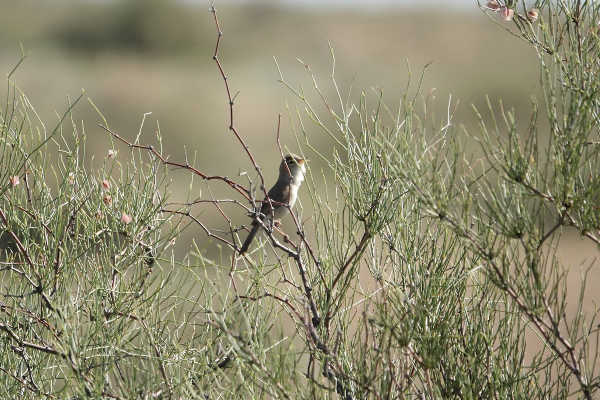 ramasanger - ML644483946