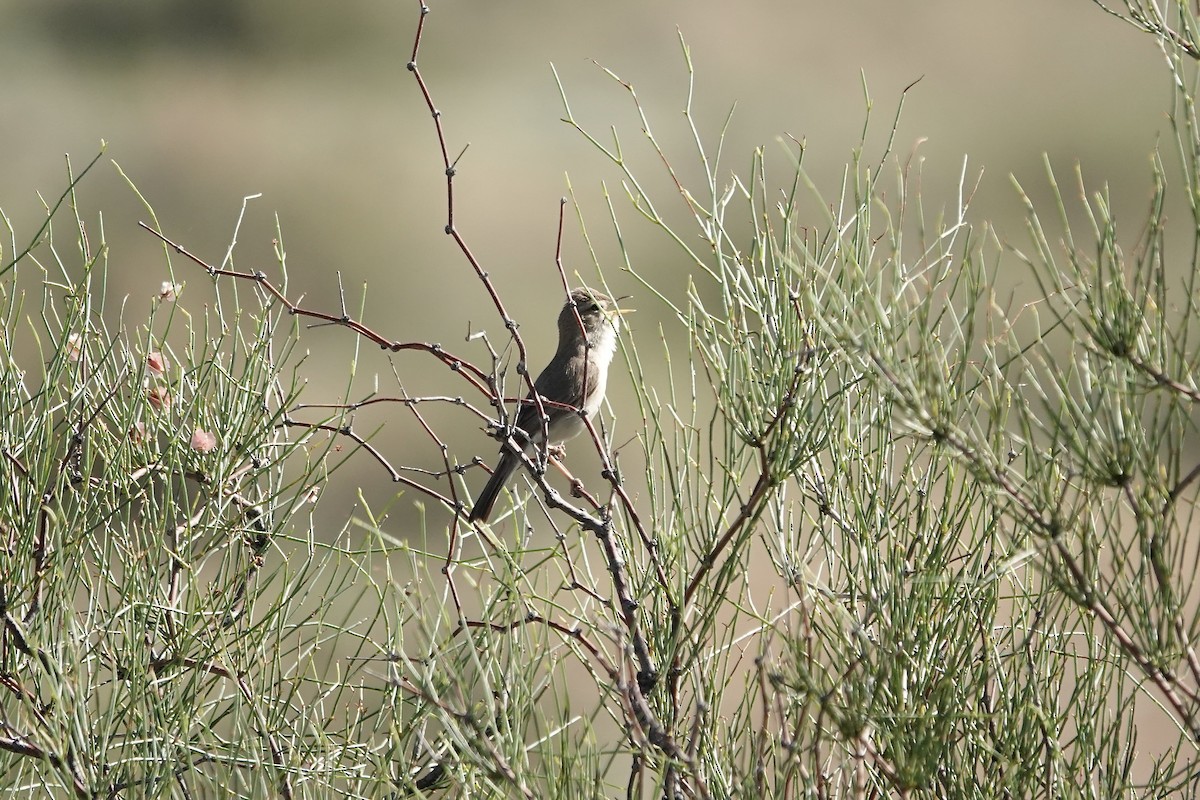 ramasanger - ML644483947