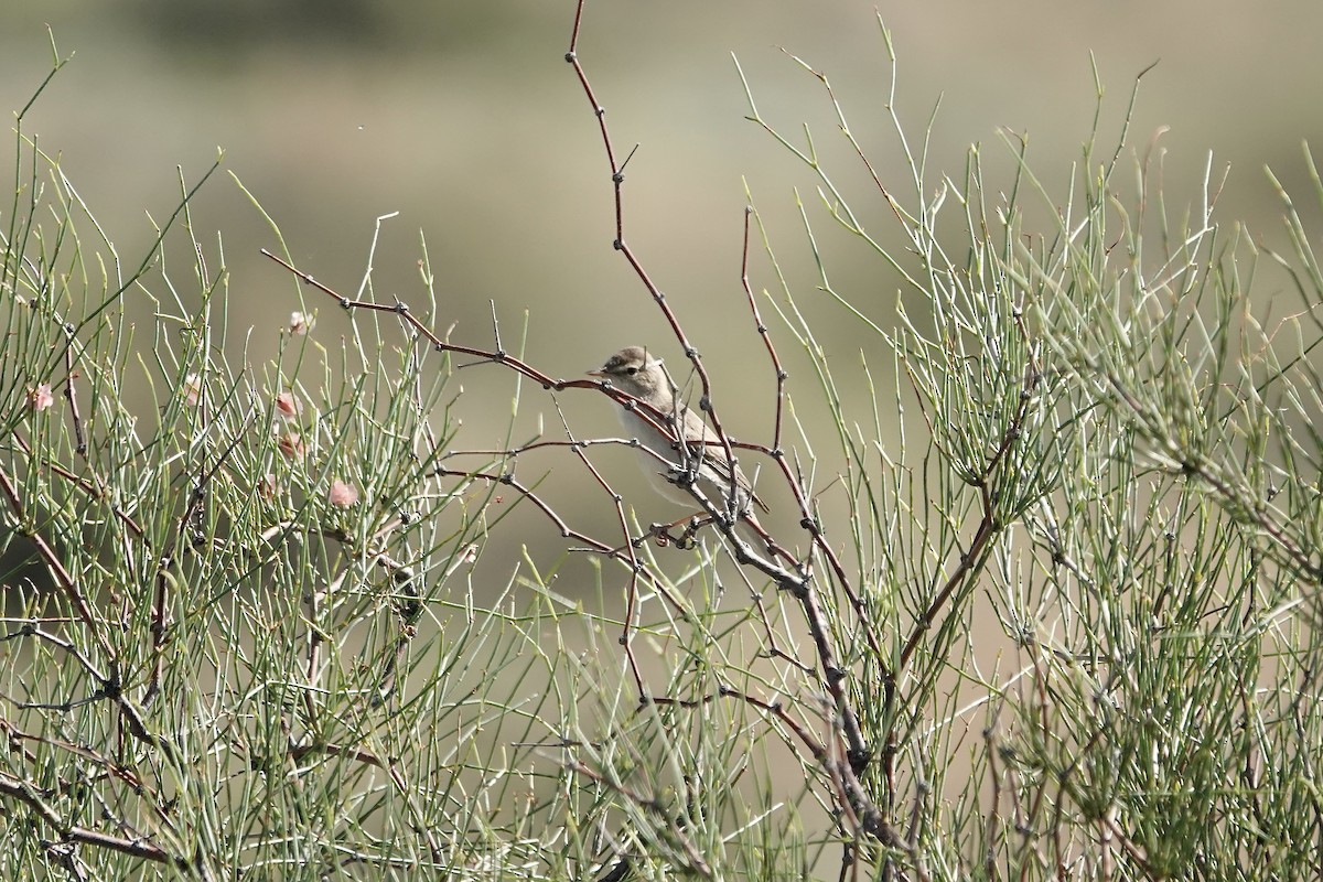 ramasanger - ML644483952