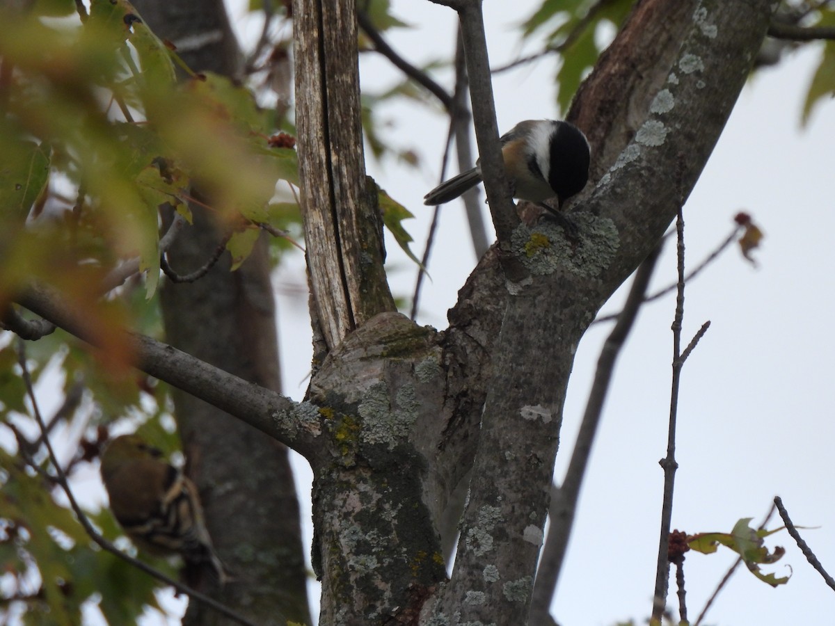 Amerika Baştankarası - ML644483957