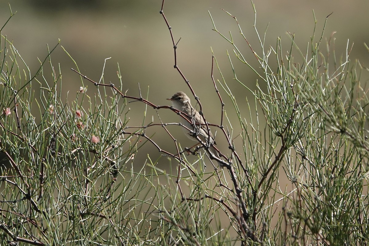 ramasanger - ML644483960