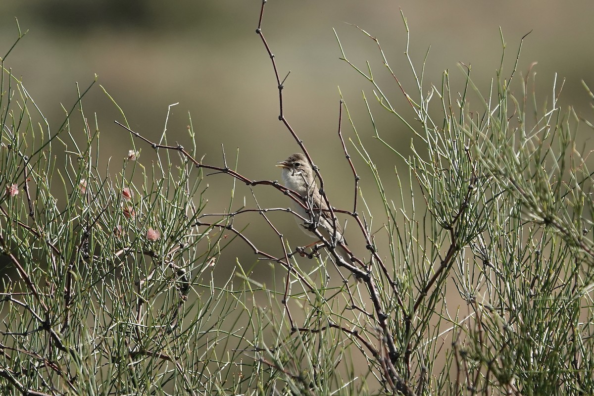 ramasanger - ML644483971