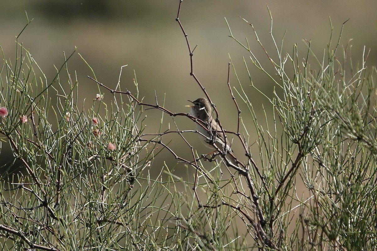 ramasanger - ML644483972