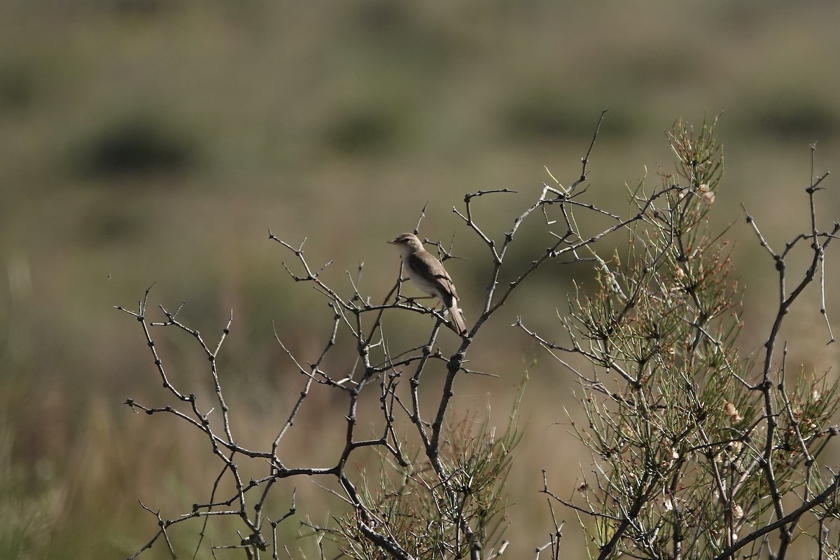 ramasanger - ML644483974