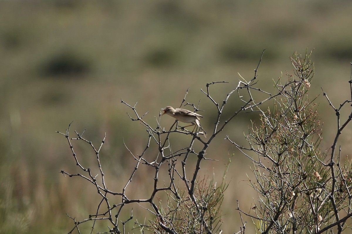 ramasanger - ML644483975