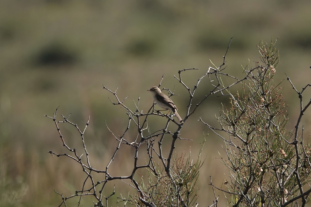 ramasanger - ML644483976