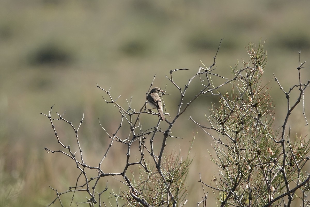 ramasanger - ML644483978