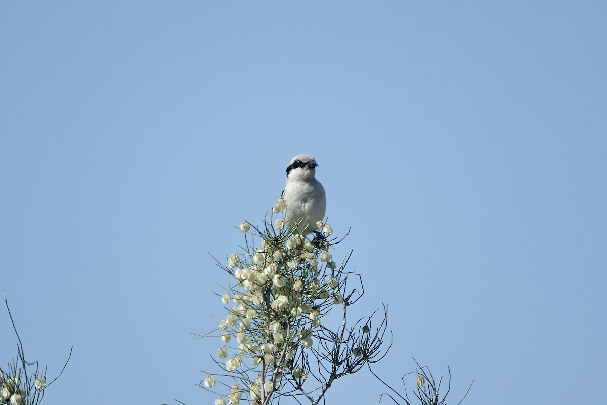 varsler (pallidirostris) (steppevarsler) - ML644483980