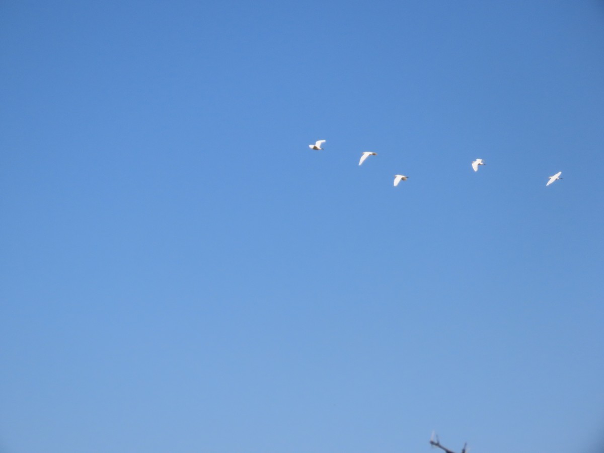 Western Cattle-Egret - ML644483985