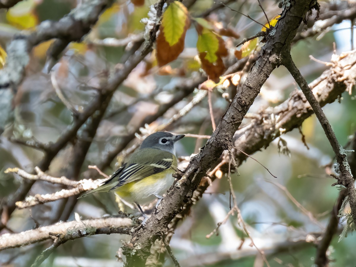 Blue-headed Vireo - ML644483987