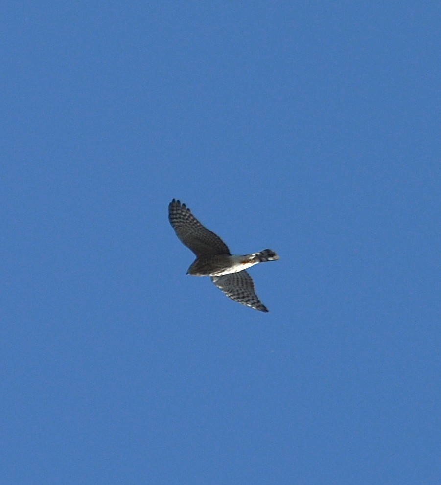 Sharp-shinned Hawk - ML644483989