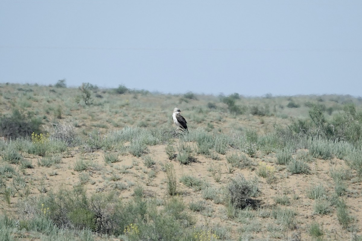 slangeørn - ML644483990