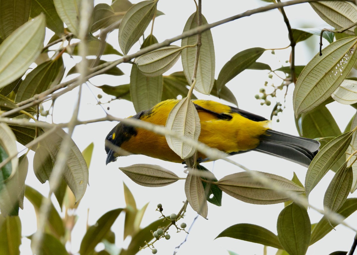 Tangara Lacrimosa - ML644483992