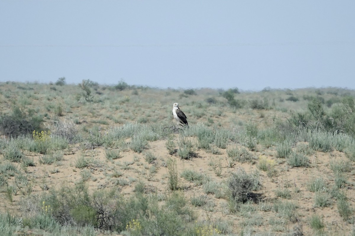 slangeørn - ML644483993