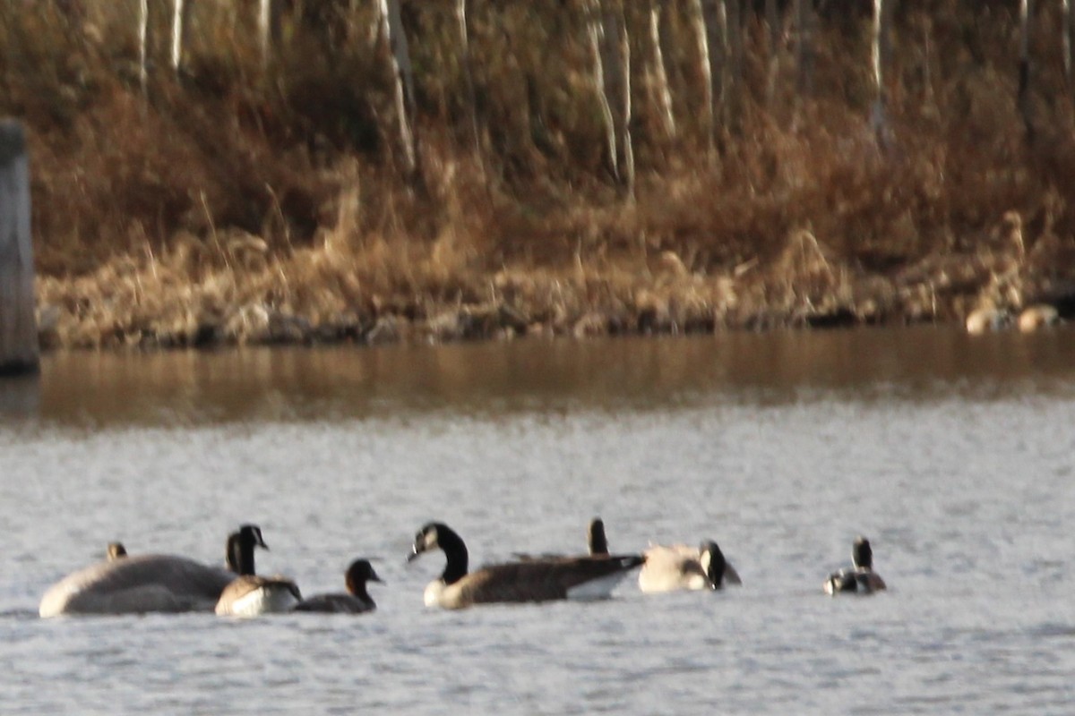 Fuligule à dos blanc - ML644483996