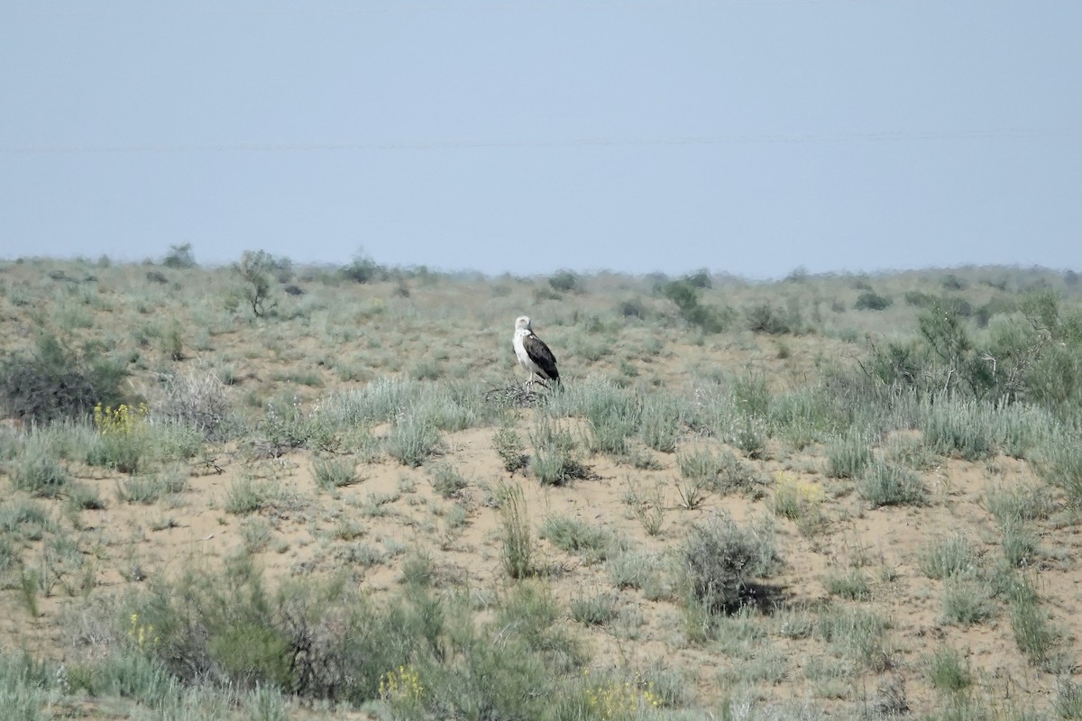 slangeørn - ML644483998