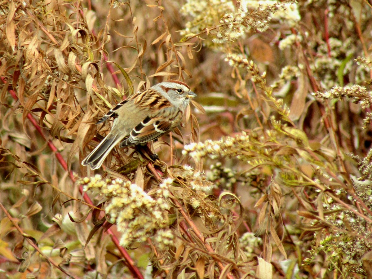 Hudson Körfezi Serçesi - ML644484010