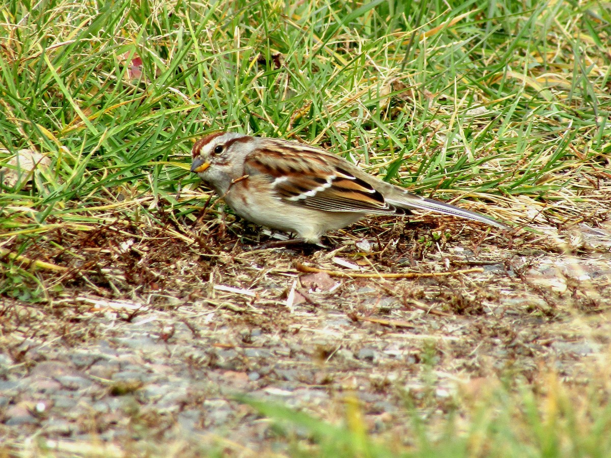 Hudson Körfezi Serçesi - ML644484011