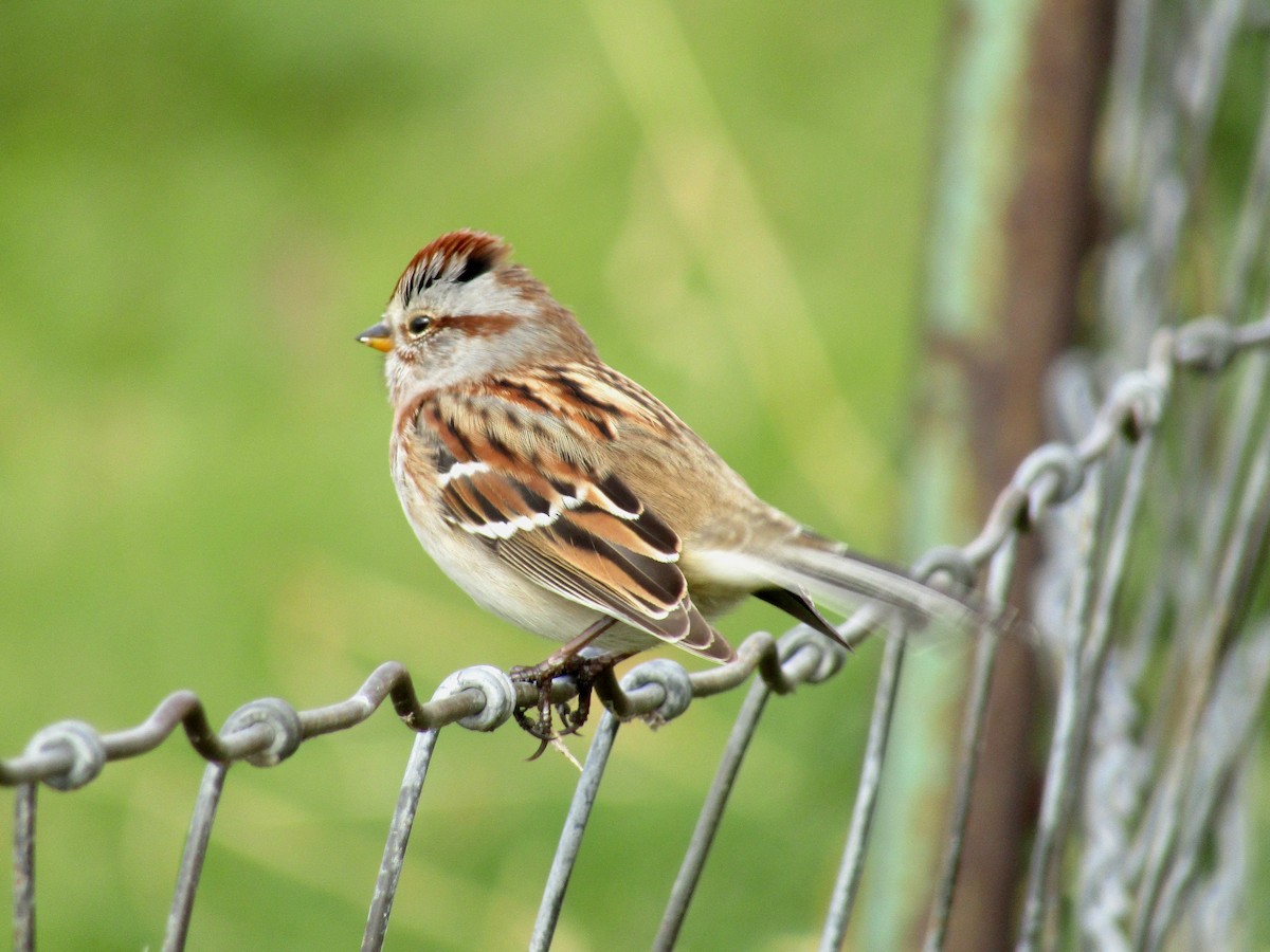 Hudson Körfezi Serçesi - ML644484012