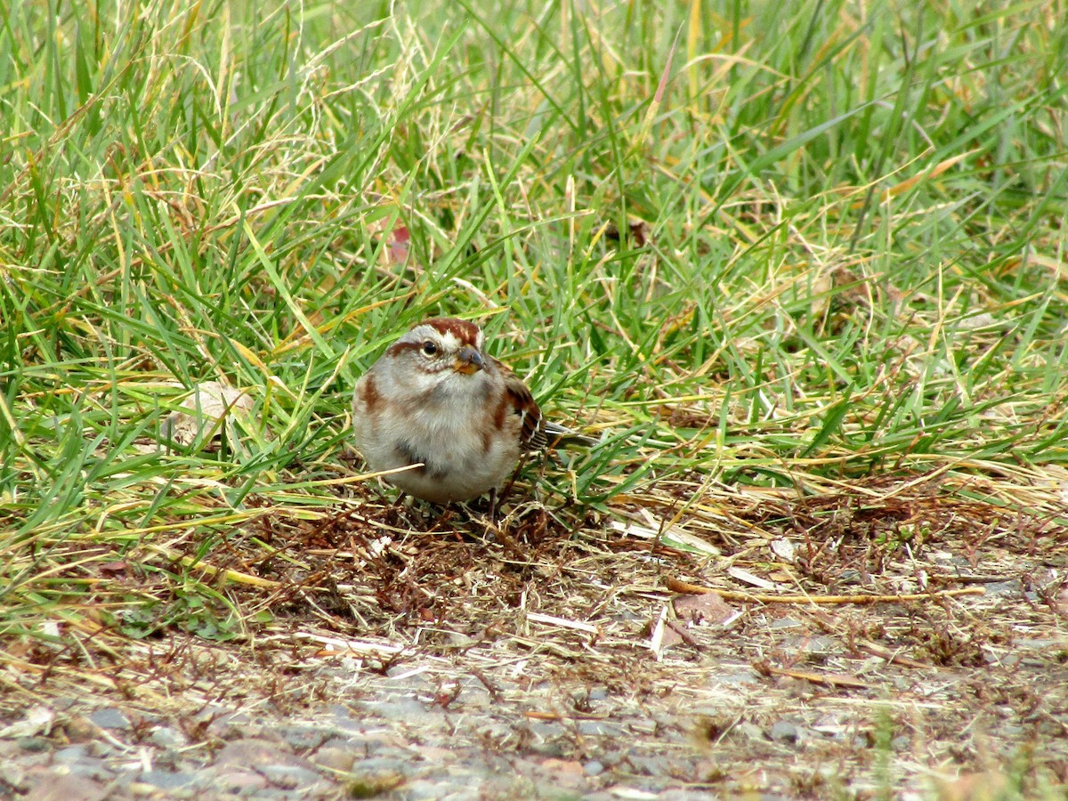 Hudson Körfezi Serçesi - ML644484013