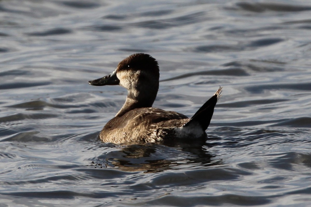 Gobbo della Giamaica - ML644484014