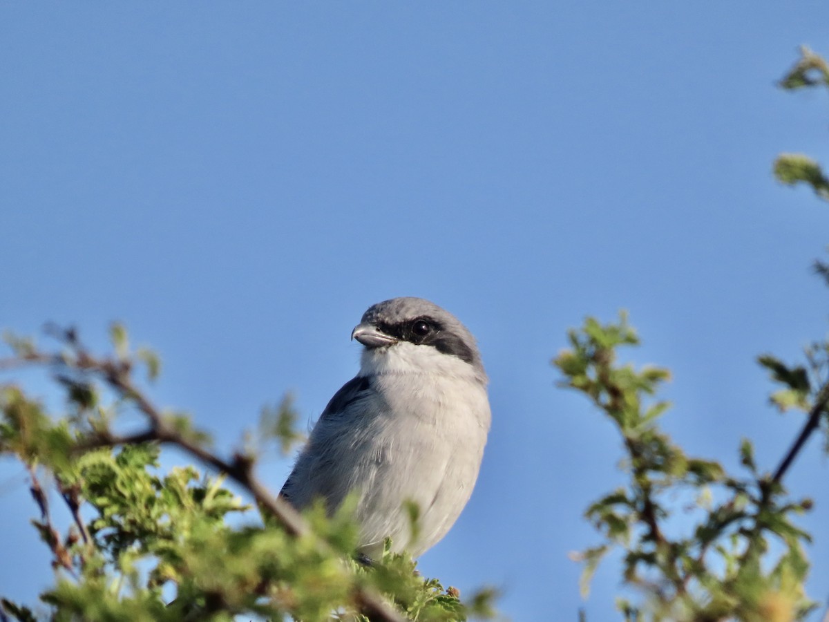 Loggerhead Shrike - ML644484015