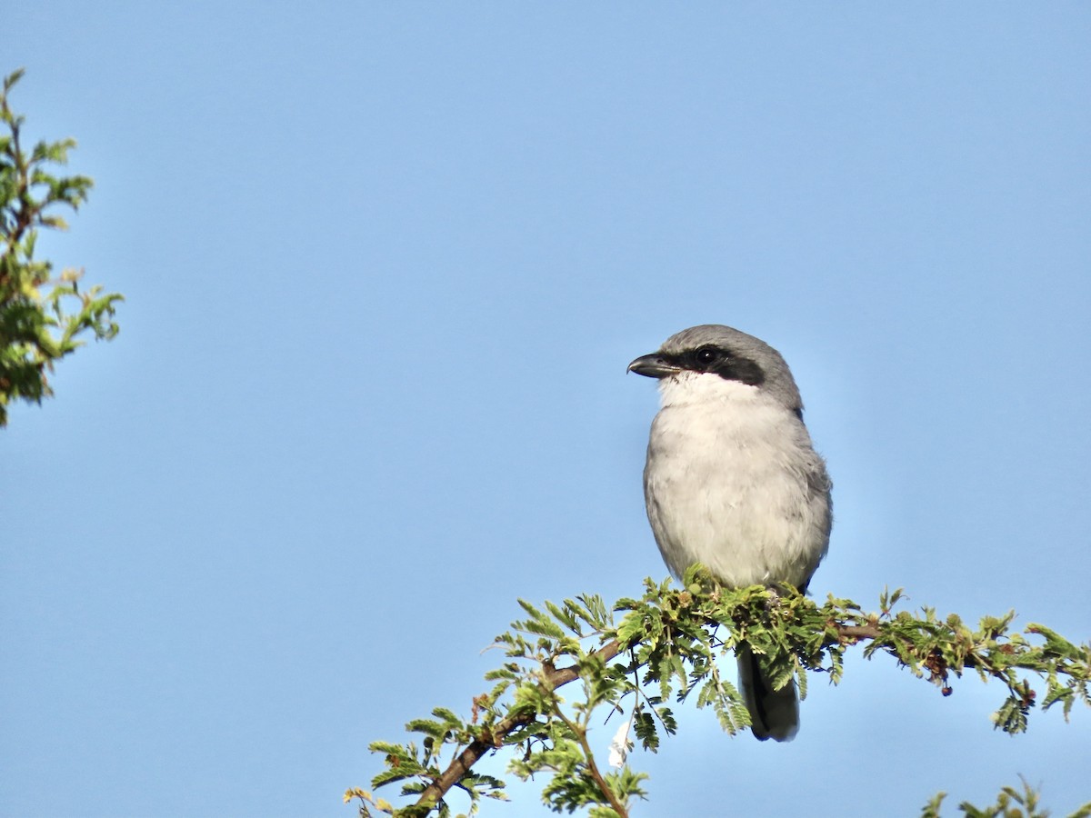 Loggerhead Shrike - ML644484016