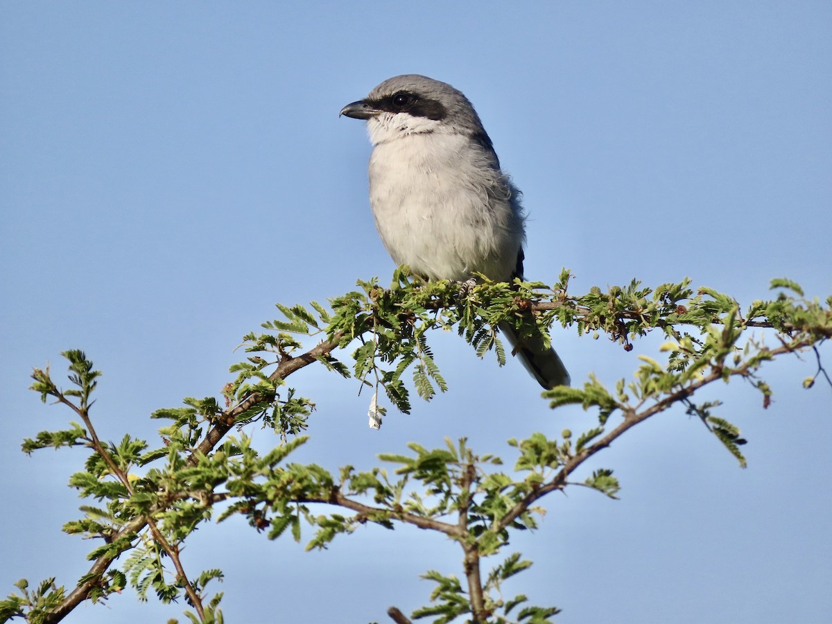 Loggerhead Shrike - ML644484017