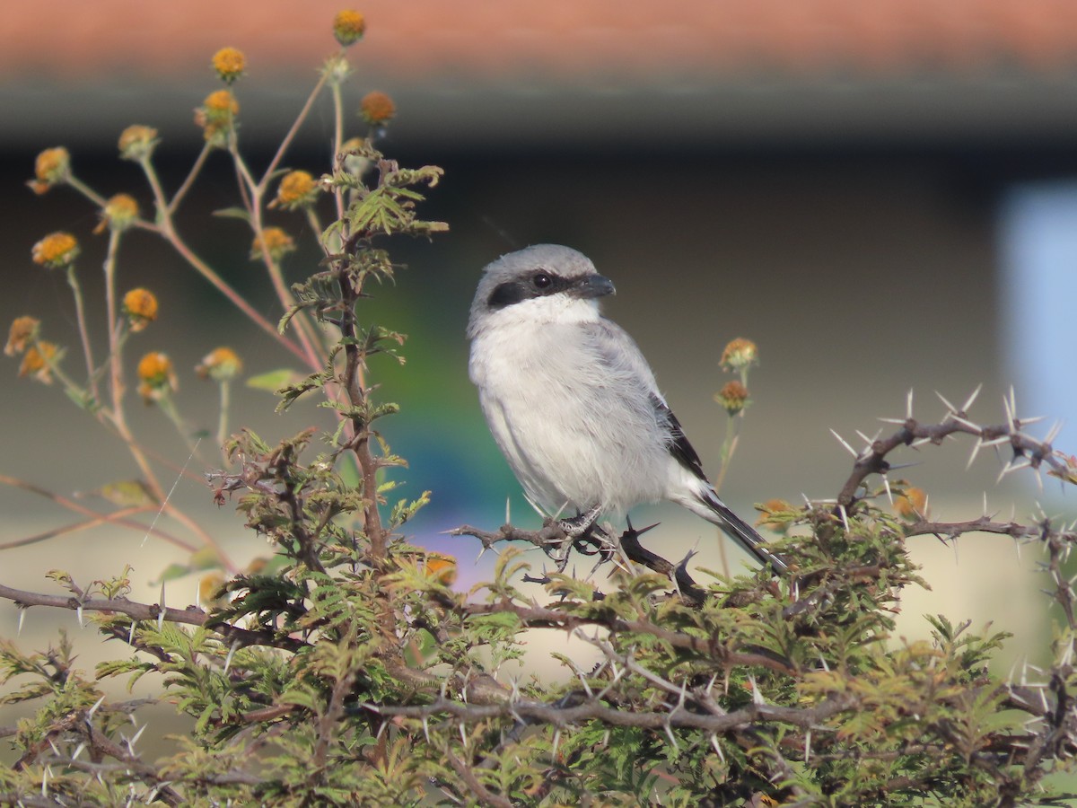 Loggerhead Shrike - ML644484018