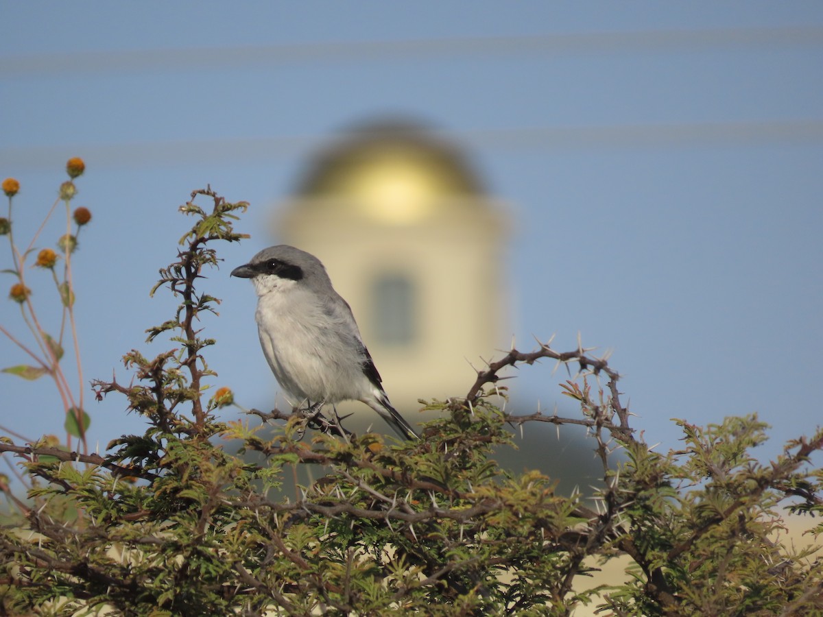 Loggerhead Shrike - ML644484020