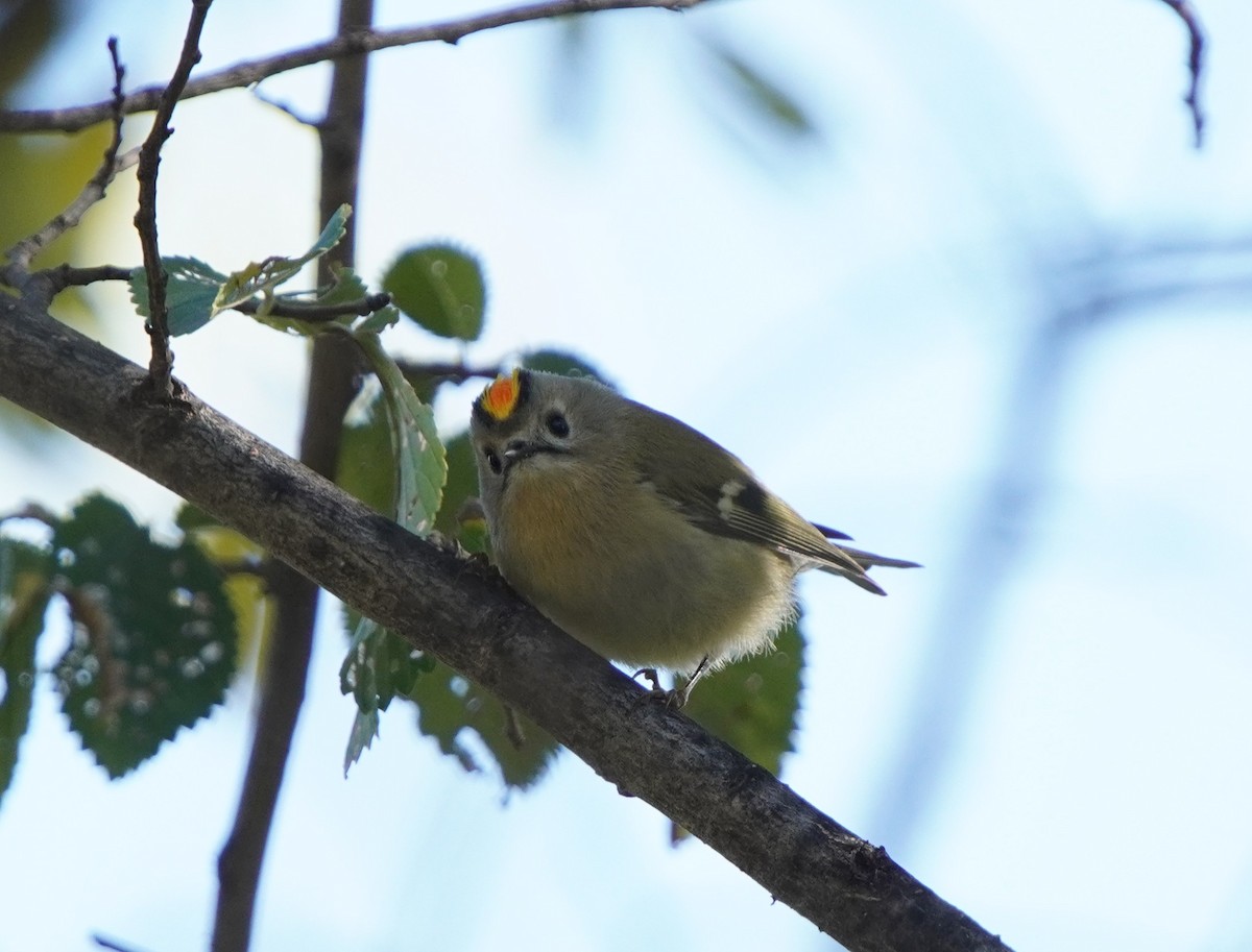 králíček obecný - ML644484022