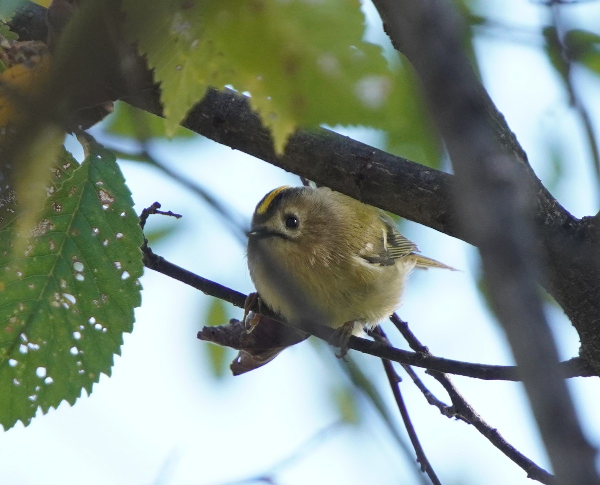 králíček obecný - ML644484023