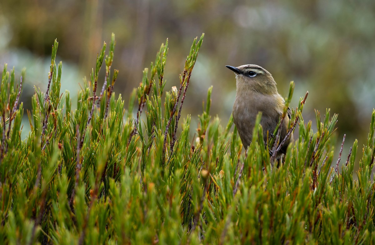 South Island Wren - ML644484024