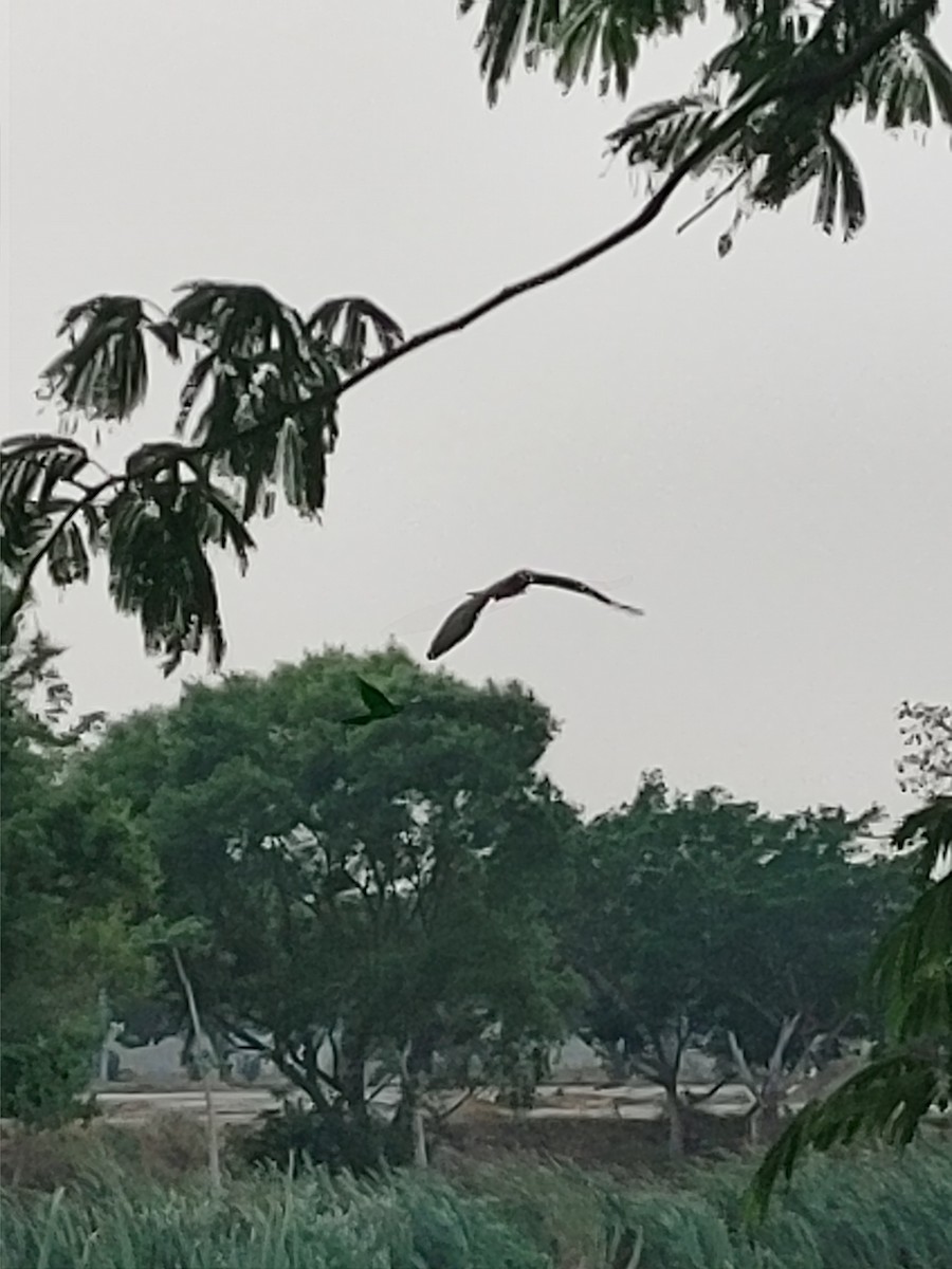 Milan des marais - ML644484031