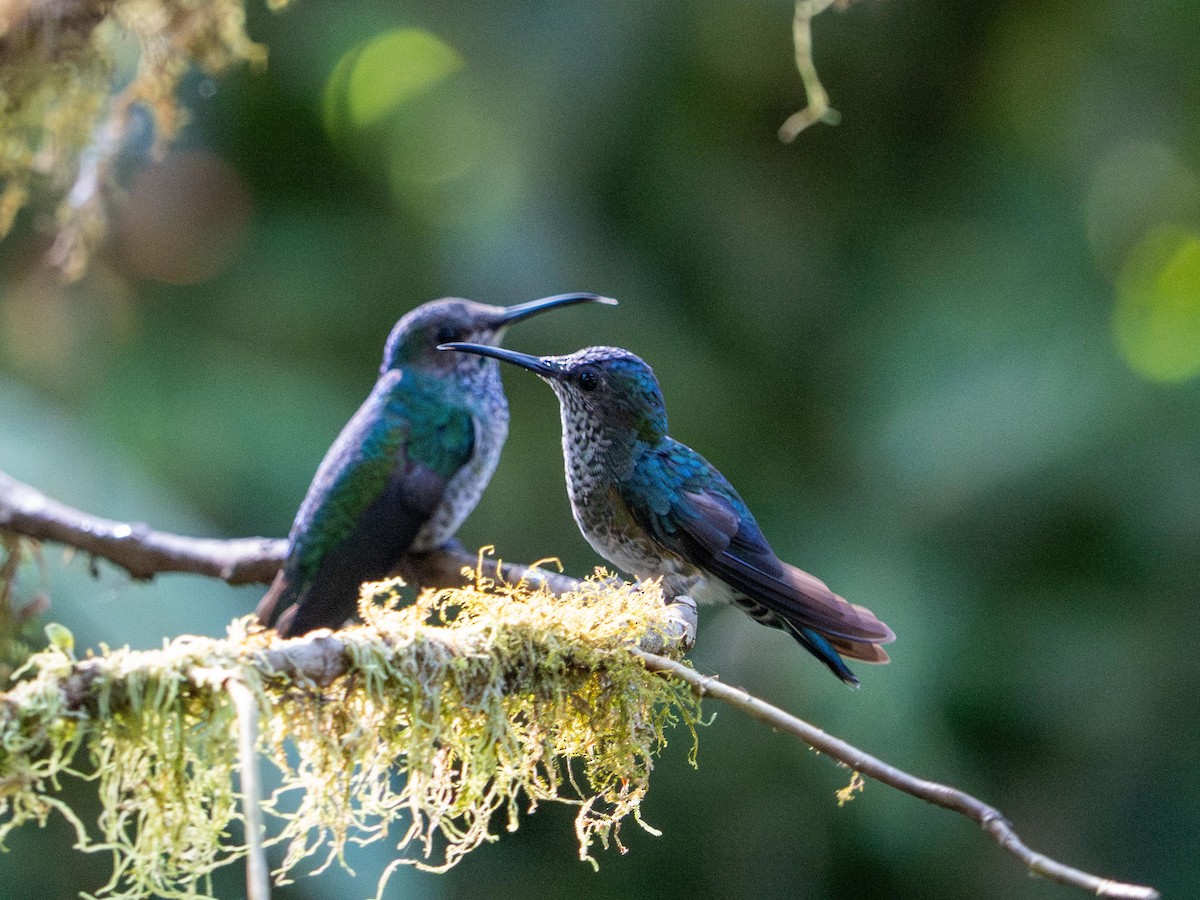 Beyaz Yakalı Kolibri - ML644484032