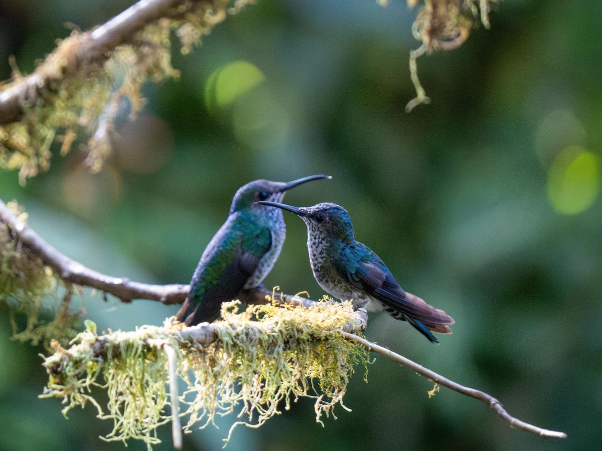 Beyaz Yakalı Kolibri - ML644484033