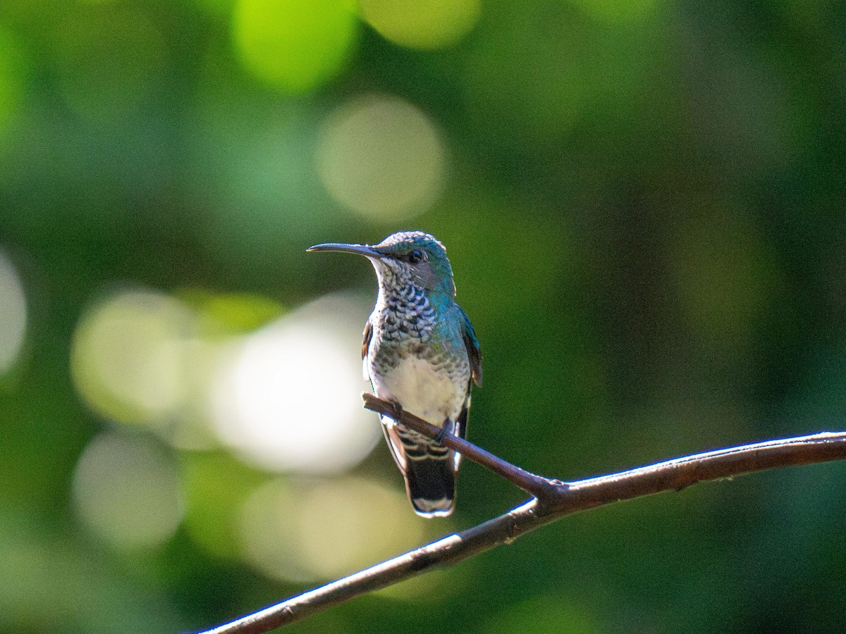 Beyaz Yakalı Kolibri - ML644484034