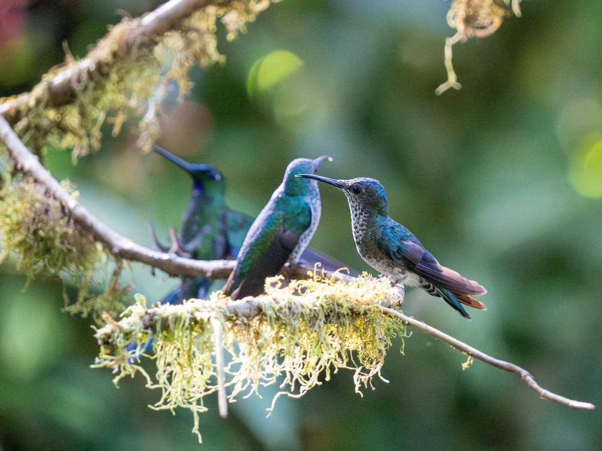 Beyaz Yakalı Kolibri - ML644484035