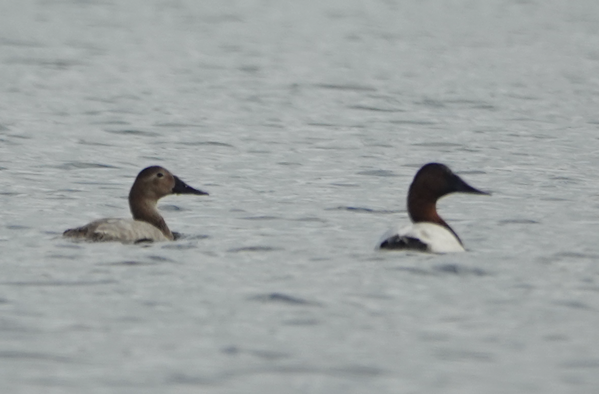 Fuligule à dos blanc - ML644484043
