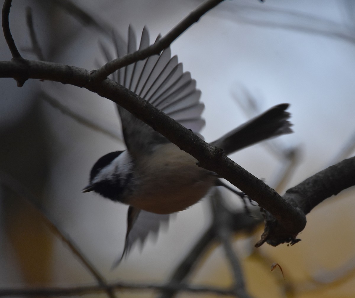 Amerika Baştankarası - ML644484044