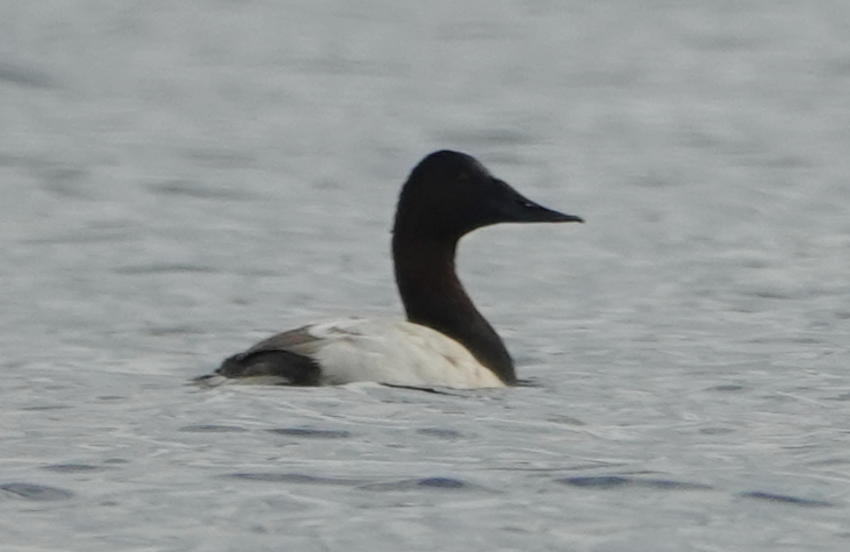 Fuligule à dos blanc - ML644484045