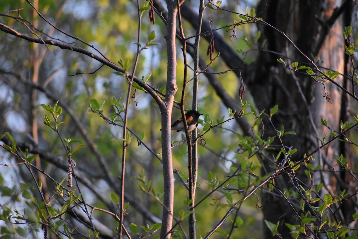 Paruline flamboyante - ML644484070